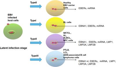 Frontiers | Treatment Advances In EBV Related Lymphoproliferative Diseases